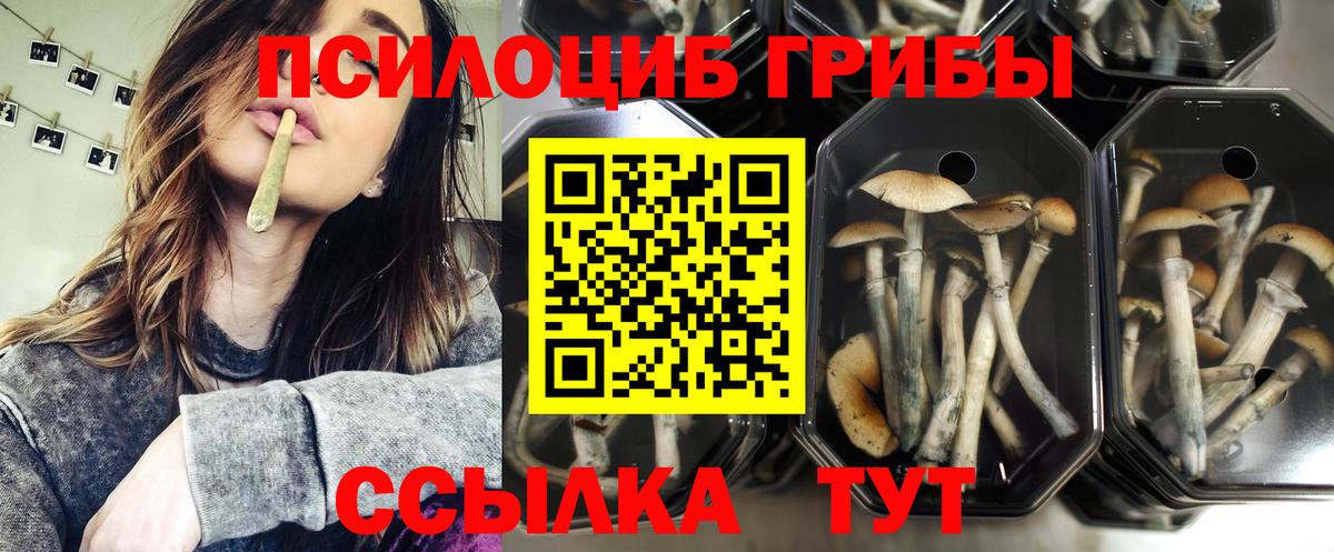 Улан-Удэ  Псилоцибиновые грибы Psilocybine cubensis  Вход с VPN 